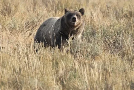 Trail Walker Attacked by Grizzly in Wilderness Area Flown to Hospital